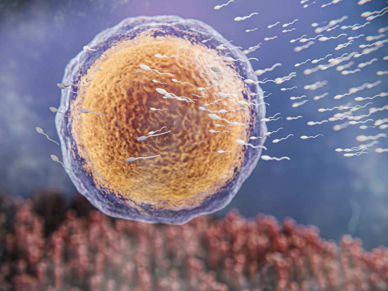 Glifo para Décoronización Esta etapa permite visualizar perfectamente los ovocitos para determinar cuáles de ellos son maduros y seleccionarlos para la ICSI
