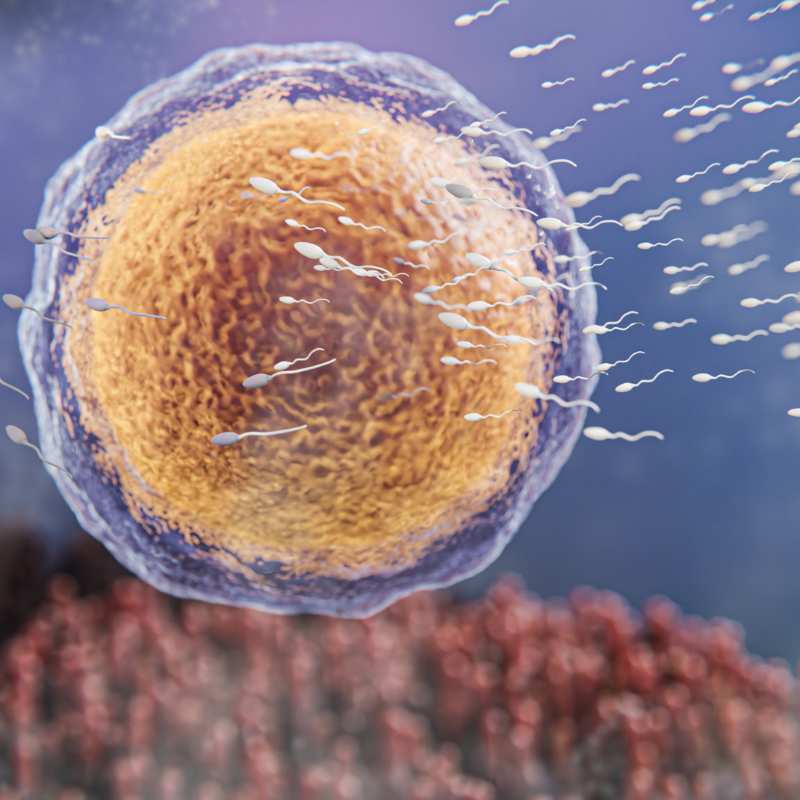 Décoronización Esta etapa permite visualizar perfectamente los ovocitos para determinar cuáles de ellos son maduros y seleccionarlos para la ICSI