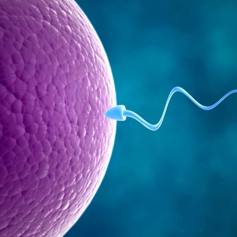 Egg donation: indications and choice of treatment program