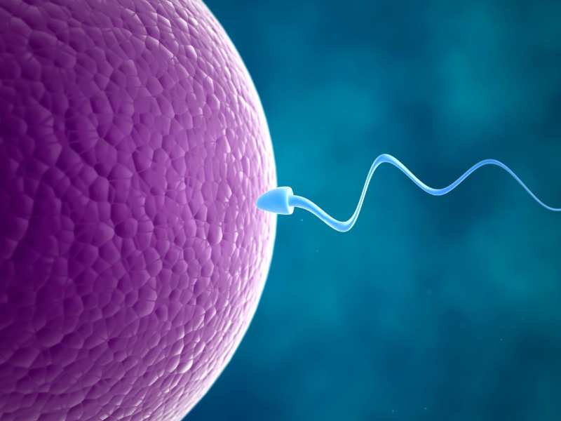 Glyph for Egg donation: indications and choice of treatment program