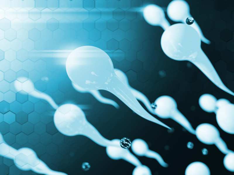 Glífic per Factors determinants del volum i la qualitat del líquid seminal