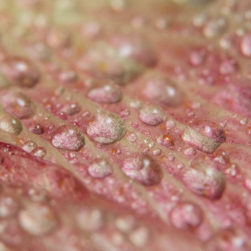 Qu'est-ce que l'herpès génital ?